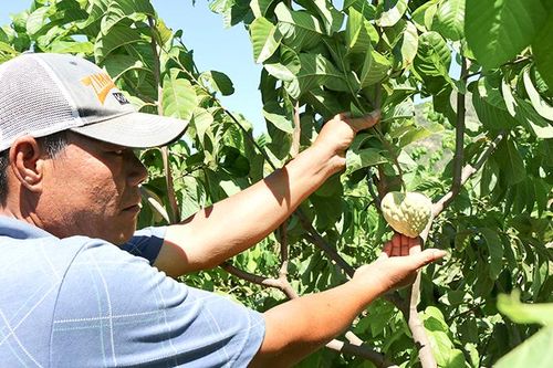 Xã Cam An Nam: Phát triển cây mãng cầu