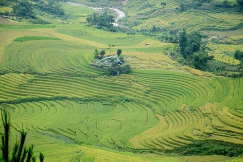 Mùa vàng trên vùng cao Bát Xát