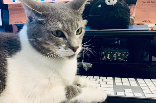 Chuyện về chú mèo thích viết blog