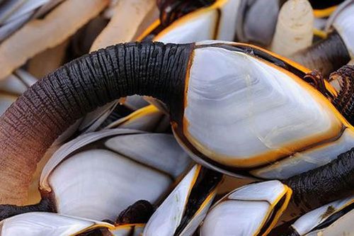 'Ốc ngón tay quỷ' nhìn ghê sợ nhưng chỉ nhà giàu mới dám ăn