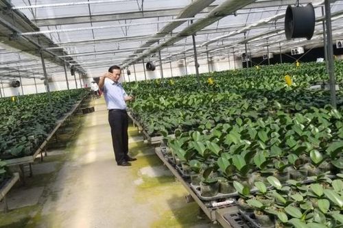 Thông tin khiến giới thổi giá lan 'hết cửa' kiếm ăn: Lan đột biến có thể nhân giống hàng loạt