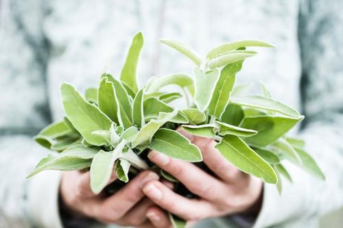 Lợi ích bất ngờ của lá xô thơm đối với sức khỏe phụ nữ