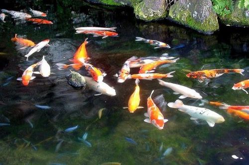 Trộm 7 con cá Koi trị giá gần 100 triệu đồng vừa đăng lên mạng rao bán vừa làm mồi nhậu