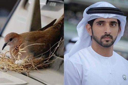 Thái tử Dubai gây sốt với pha xử lý 'đi vào lòng người' khi bị chim mẹ làm tổ trên siêu xe