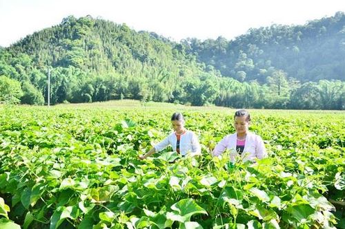 Đầu tàu chèo lái vùng rau an toàn xứ Mường
