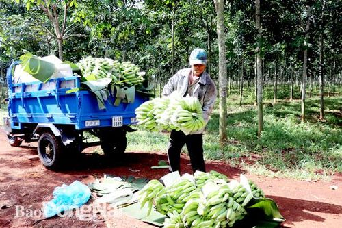 Xuất khẩu trái cây tươi đình đốn