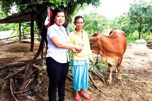 Trao 4 con bò giống cho phụ nữ nghèo người dân tộc thiểu số
