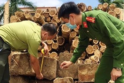 Phát hiện xe vận chuyển gỗ lậu về xưởng cưa