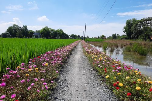 Thảm hoa Mười Giờ rực rỡ trên nhiều con đường nông thôn ở TP.HCM