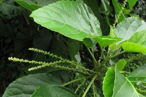 Bé 4 tuổi nguy kịch vì ăn lá lộc mại