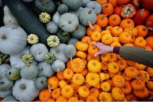 TP Hồ Chí Minh: Bí ngô tí hon đa sắc 200.000 đồng/kg vẫn hút người tiêu dùng