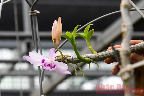 'Bong bóng' lan đột biến rồi sẽ 'xẹp'