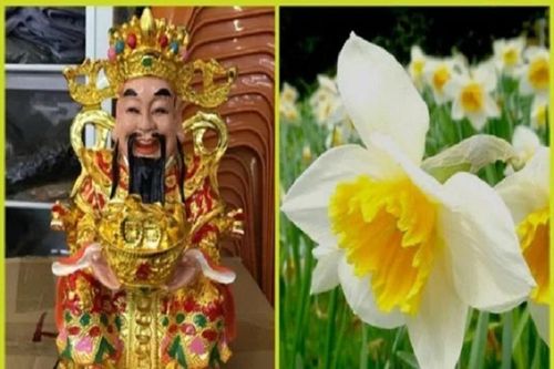 Loài hoa mà thần tài thích nhất để đặt lên bàn thờ rước lộc