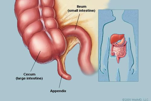 8 bộ phận vô dụng đến 'thừa thãi' trên cơ thể chúng ta