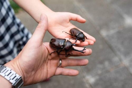 Nhật Bản: Trẻ có kỳ nghỉ hè bổ ích bên cha nhờ... Covid-19