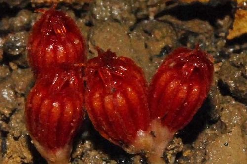 Có ít nhất 19 loài sinh vật mới được phát hiện tại công viên nhiệt đới Hải Nam