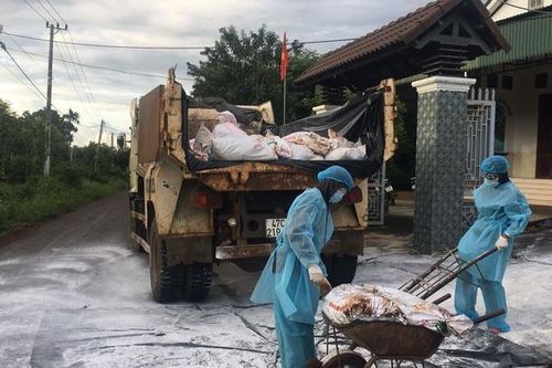 Đắk Lắk: Cấp bách ngăn chặn dịch cúm A/H5N6 lây lan