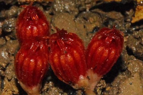 19 loài sinh vật lạ mới được phát hiện tại công viên nhiệt đới Hải Nam (Trung Quốc)