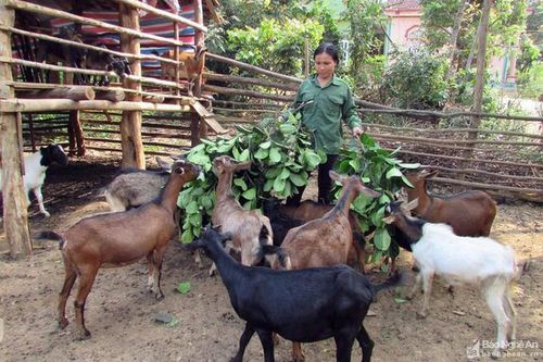 Nghệ An xây dựng đề án phát triển đàn dê