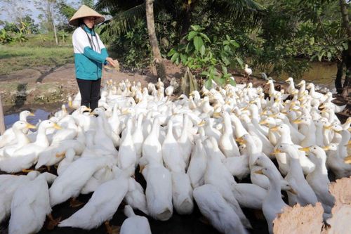 Chuyên gia WB đánh giá cao vốn tín dụng chính sách dành cho hộ nghèo