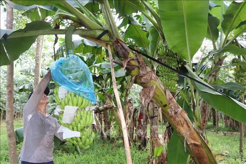 Chuối rớt giá do xuất khẩu gặp khó