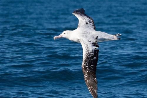 Albatrosses: Loài chim bay lớn nhất thế giới