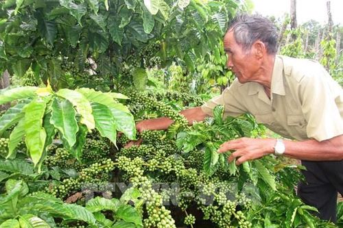 Cà phê Việt vào chuỗi thương hiệu - Bài 2: Nhập cuộc của những 'ông lớn'