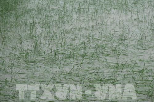 Vĩnh Phúc: Mưa lớn gây thiệt hại về người và sản xuất nông nghiệp