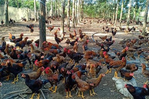 Phụ nữ Bắc Giang phát triển kinh tế từ mô hình chăn nuôi gà thả vườn