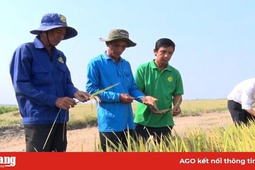 Tạo đồng thuận tiếp tục thực hiện chủ trương sản xuất '2 năm, 5 vụ'