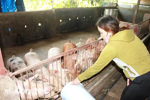 Vẫn còn cơ hội cho chăn nuôi nhỏ lẻ