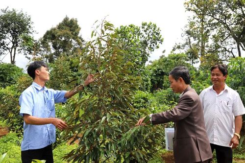 Giám sát chương trình hỗ trợ chuyển đổi giống cây trồng