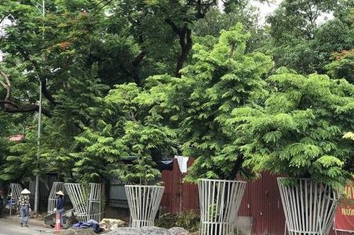 Hà Nội: Hàng sưa đỏ dần hồi sinh bên cầu vượt gần 600 tỷ sắp hoàn thiện