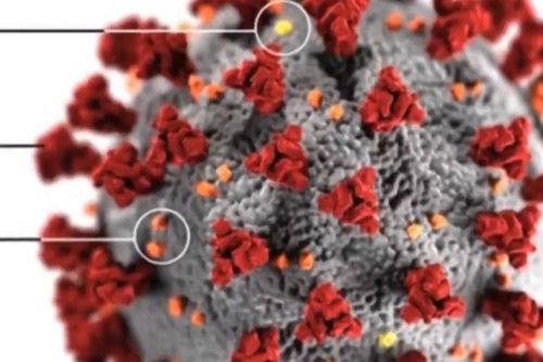 Lý giải số lượng lớn biến thể virus SARS-CoV-2