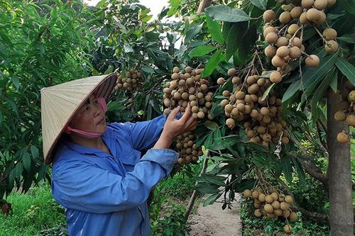 Tìm hướng tiêu thụ quả nhãn tươi