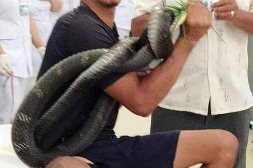 Bị hổ mang chúa 3 m quấn chặt tay