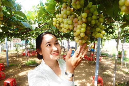 Khởi nghiệp từ cây nho ở vùng ven biển Bến Tre