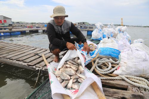 Cá bè Long Sơn chết hàng loạt, người dân thiệt hại tiền tỷ