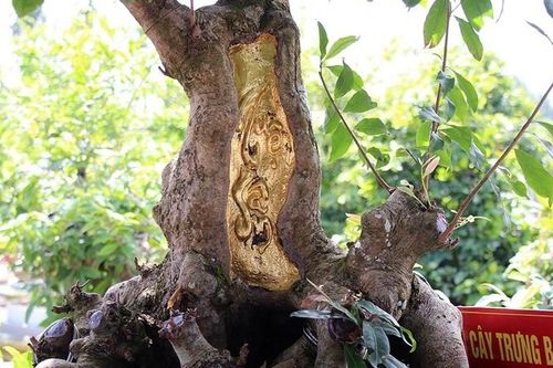 Thú chơi dát vàng cây cảnh xa xỉ của đại gia Việt
