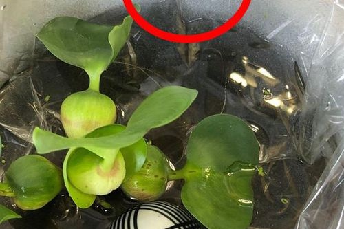 Sang Nhật, 1 cây bèo 21.000 đồng: 'Xem thôi không có tiền mua đâu'