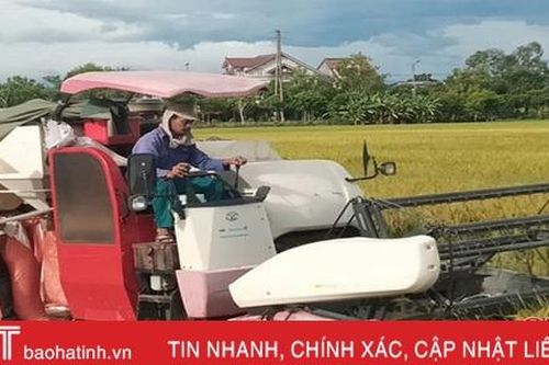 Năng suất lúa hè thu Hà Tĩnh dự kiến tăng 10% so với trung bình nhiều năm