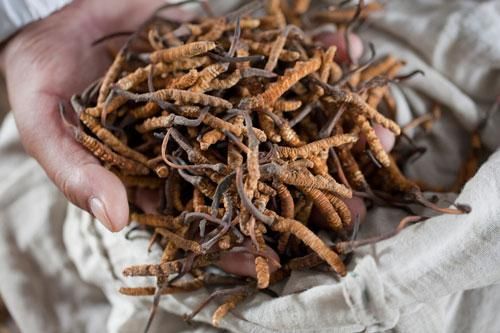 Cơ cực cảnh săn 'sâu vàng' trên Himalaya của người Nepal