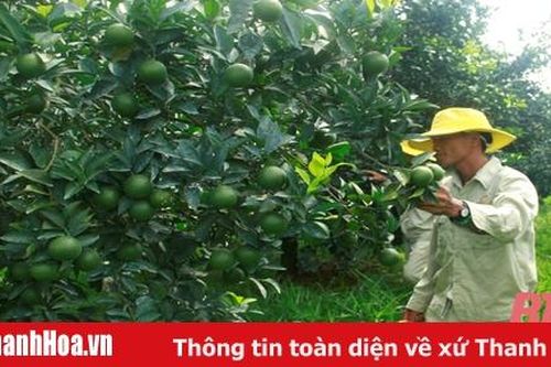 HTX góp phần phát triển kinh tế trên địa bàn huyện Thạch Thành