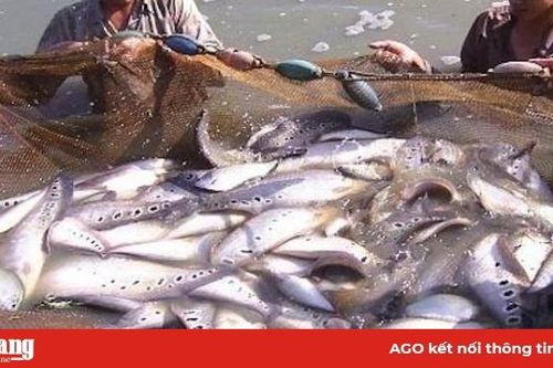 Phú Tân: Mở rộng diện tích nuôi cá thát lát cườm