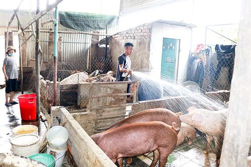 Nuôi heo ô nhiễm khu dân cư