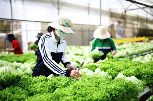 Tấm lòng người Quảng xa quê