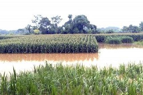 Hơn 40 ha lúa, ngô, rau mầu ở Hạ Hòa đang bị ngập úng