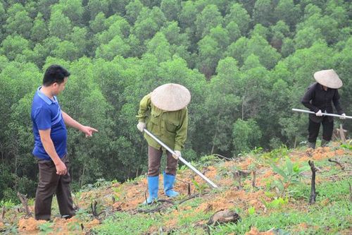 Chăm sóc, đảm bảo mật độ rừng mới trồng