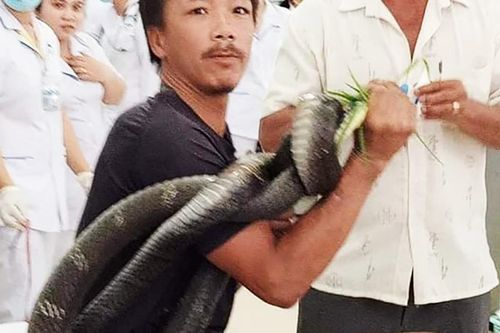 Chuyển người đàn ông bị rắn hổ mang chúa cắn đến Bệnh viện Chợ Rẫy cấp cứu