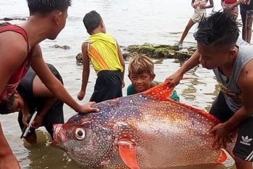 Bắt được cá mặt trăng 65 kg sau động đất mạnh ở Philippines
